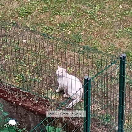 Photo 1/1 Found cat Found in Bry sur marne