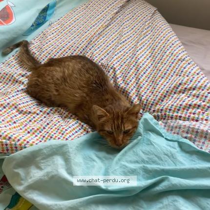 Photo 1/2 Speculos Chat lost in Beaumont