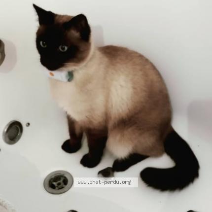 Photo 1/1 Marcus Chat lost in Ermont