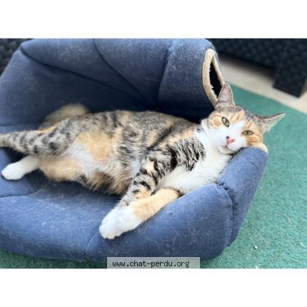 Photo 1/1 Tsuki Chat lost in Issoire