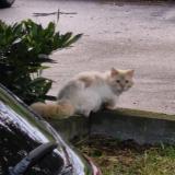 Picture of cat found at Saint Didier Au Mont D Or