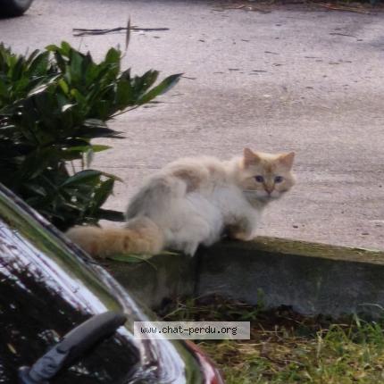 Photo 1/1 Found cat Found in Saint didier au mont d or