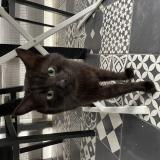 Picture of cat found at Boucau