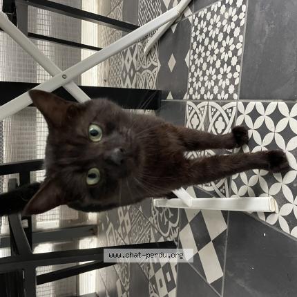 Photo 1/1 Found cat Found in Boucau