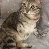 Picture of cat lost at Orleans