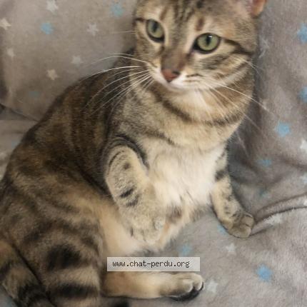 Photo 1/1 Rika Chat lost in Orleans