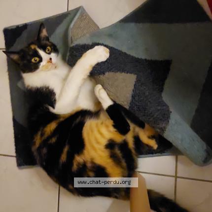 Photo 1/1 Zorro Chat lost in Houssen