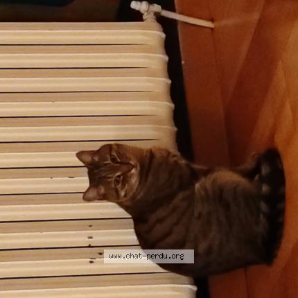 Photo 1/1 Ninja Chat lost in Saint maximin la sainte baume