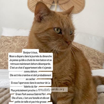 Photo 1/1 Moon Chat lost in La valette du var