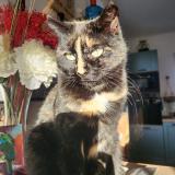 Picture of cat lost at La Roquette Sur Siagne