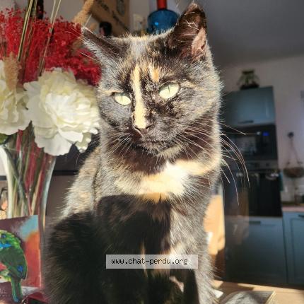 Photo 1/1 Chanel Chat lost in La roquette sur siagne