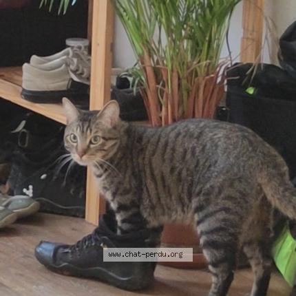 Foto van vermiste kat in Laeken