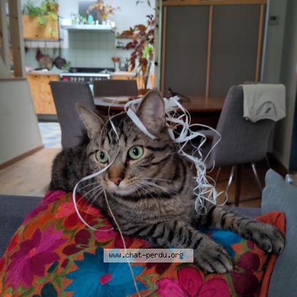 Foto 2/4 Kat teruggevonden Vermist in Laeken