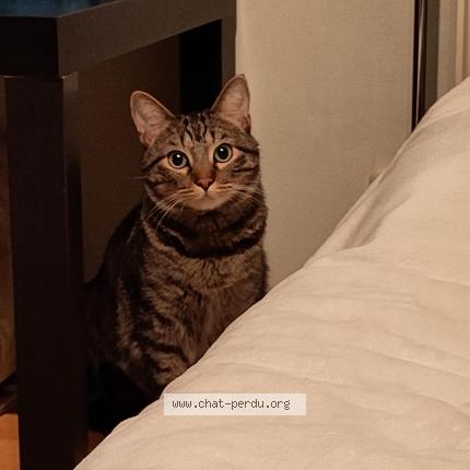 Foto 3/4 Kat teruggevonden Vermist in Laeken