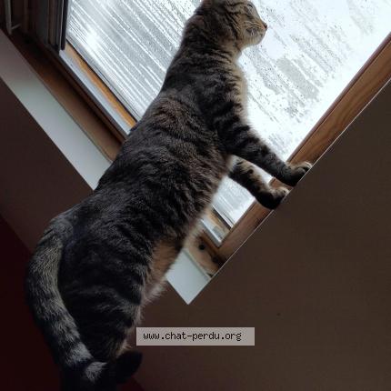 Foto 4/4 Kat teruggevonden Vermist in Laeken