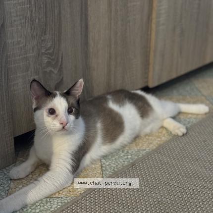 Photo 1/1 Fendi Chat lost in Pertuis