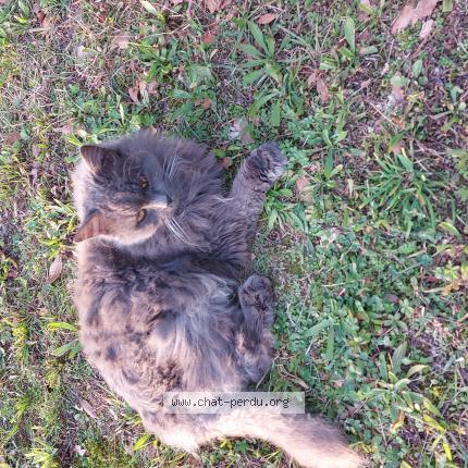 Photo 1/1 Perly Chat lost in Troyes