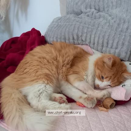 Photo 1/1 Bretzel Chat lost in Tournefeuile