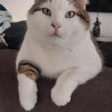 Picture of cat lost at Froeningen