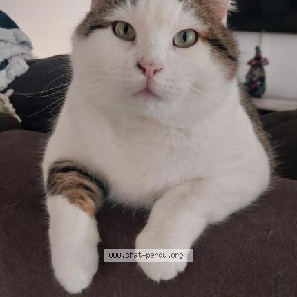 Photo 1/1 Doudette Chat lost in Froeningen