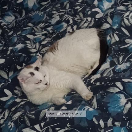 Photo 1/1 Akemi Chat lost in Saint mathurin sur loire