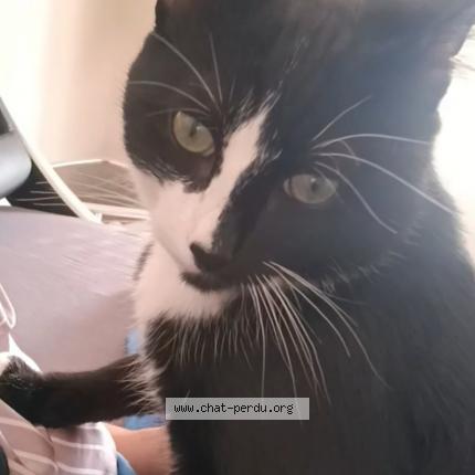 Photo 1/1 Angel Chat lost in Eysines