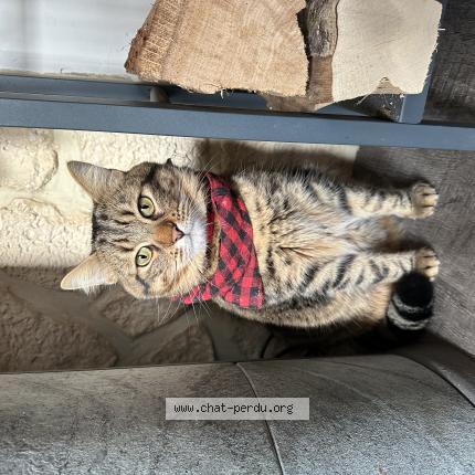 Photo 1/1 Nuts Chat lost in Belzanne bersac sur rivalier