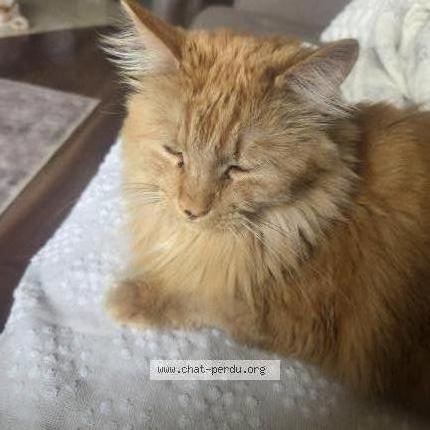 Photo 1/1 Misty Chat lost in Laval ste rose