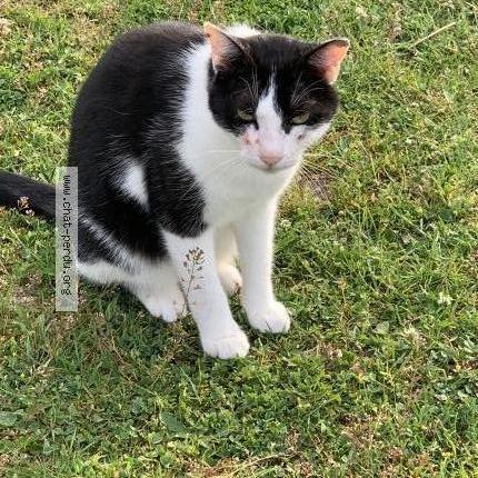 Photo 1/1 SALTO Chat lost in Vonnas