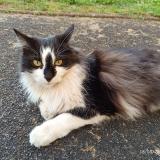 Picture of cat lost at Bordeaux