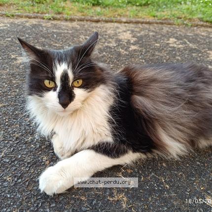 Photo 1/1 Orion Chat lost in Bordeaux