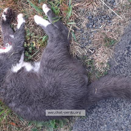 Photo 1/1 Found cat Found in Bonneuil matours