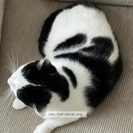 Photo 1/1 Zin Chat lost in Uccle