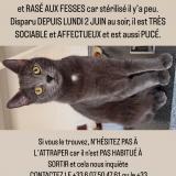 Picture of cat lost at Chateauroux