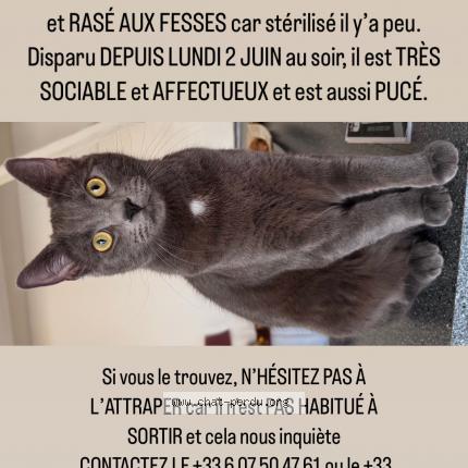 Photo 1/1 VOYOU Chat lost in Chateauroux