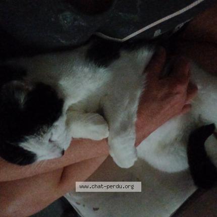 Photo 1/1 CHOUPA Chat lost in St ave