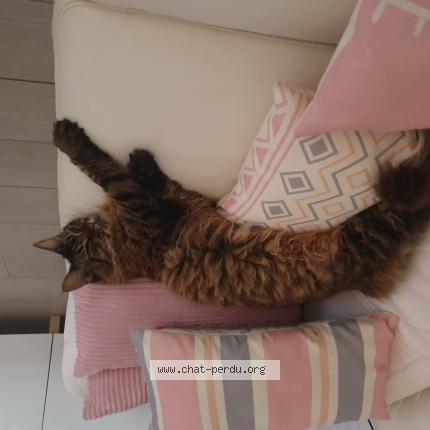 Photo 1/1 Câline Chat lost in Saint paul les dax