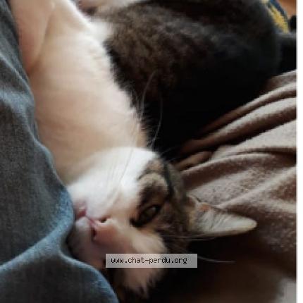 Foto 1/1 Kat teruggevonden Vermist in Tournai