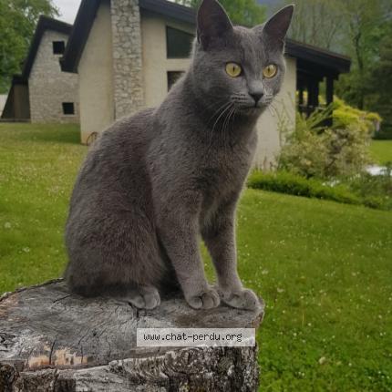 Photo 1/1 pelote Chat lost in Gieres