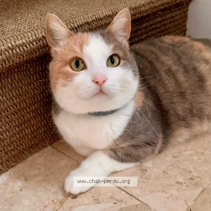 Photo 1/1 Cannelle Chat lost in Saint nazaire