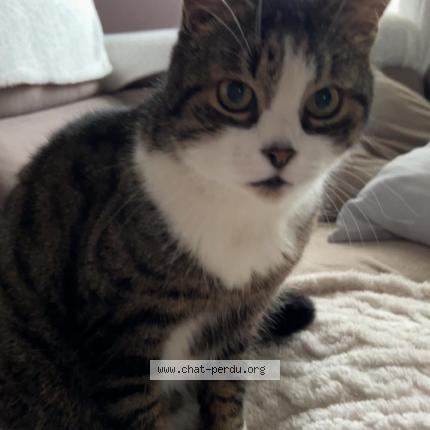 Photo 1/1 Figaro Chat lost in Chapelle lez herlaimont