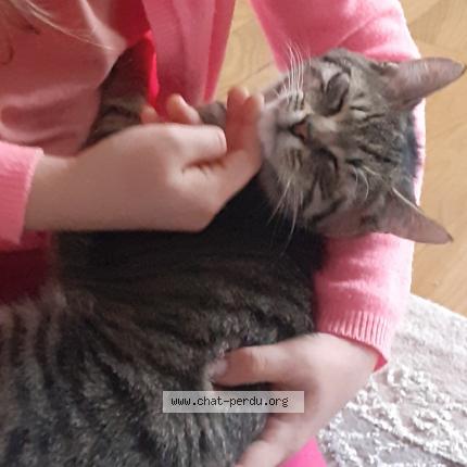 Photo 1/1 Urkan Chat lost in Thionville