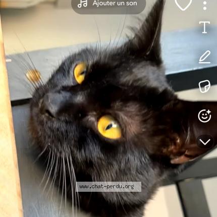 Photo 1/3 Guizmo Chat lost in Malzeville