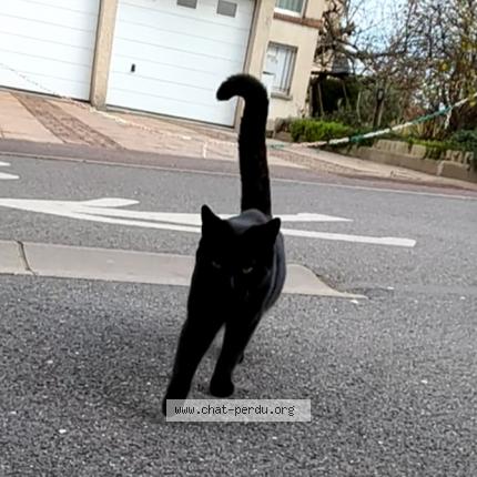 Photo 2/3 Guizmo Chat lost in Malzeville