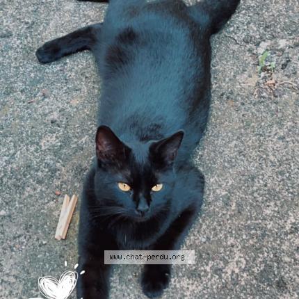 Photo 3/3 Guizmo Chat lost in Malzeville