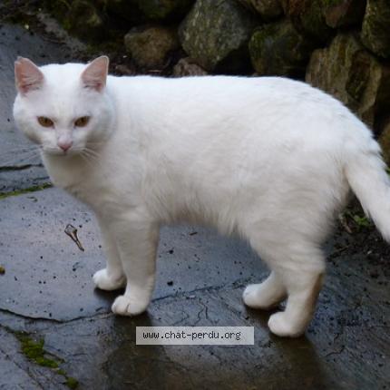 Photo 1/1 Sans Chat lost in Charleroi jumet