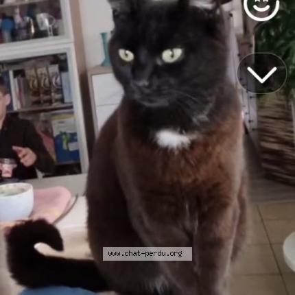 Photo 1/1 M&eacute;loph&eacute;e Chat lost in Cabasse