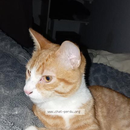 Photo 1/1 Filou Chat lost in Ucel