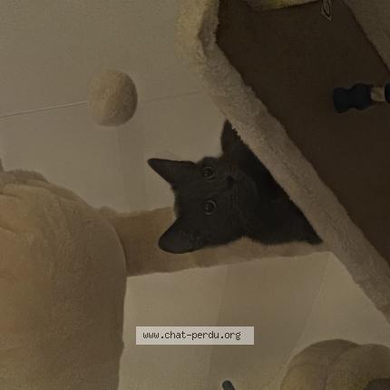 Photo 1/1 Nala Chat lost in Toul