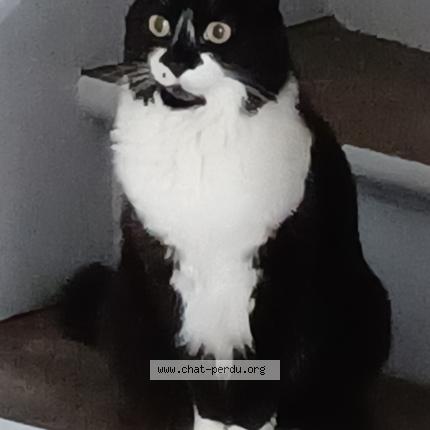 Photo 1/1 CLÉO Chat lost in Fismes